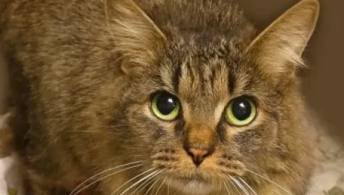 بعد 443 يوماً.. القطة (المعجزة) تعود لعائلتها عقب فقدانها في إعصار هيلين