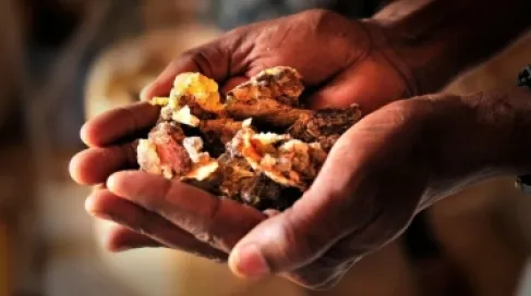 لماذا أصبح مخزون اللبان في العالم مهدداً بالنفاد؟