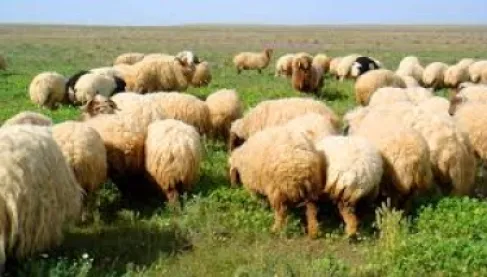 القبض على سارقي أغنام في لواء بني كنانة