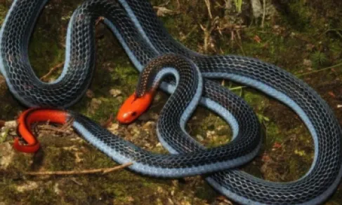 بريطانيا: منع رجل من اقتناء حيوانات لـ7 سنوات بعد تجويعه أفعى حتى الموت