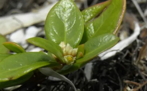 اكتشاف هام في علاج التهاب المفاصل.. عشبة برازيلية فعّالة في تسكين الألم