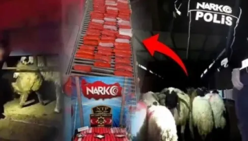 مخدرات في أمعاء حيوانات.. شاهد كيف أحبط الأمن التركي أغرب عملية تهريب
