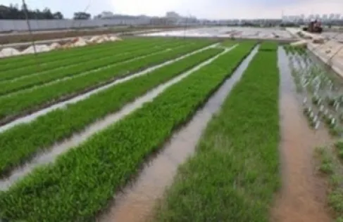 الزراعة: الأمطار تغسل التربة من الأملاح مما ينعكس إيجابًا على المزروعات