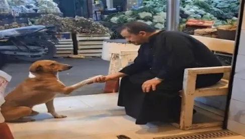 فيديو الكلب 