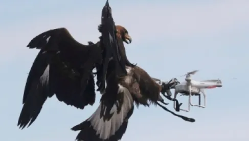 صراع البقاء ضد التكنولوجيا.. نسر غاضب يفترس طائرة مسيّرة بضربه قاضية