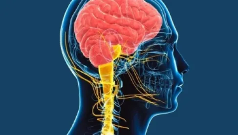دراسة دولية: العصب المبهم سر الحفاظ على شباب القلب