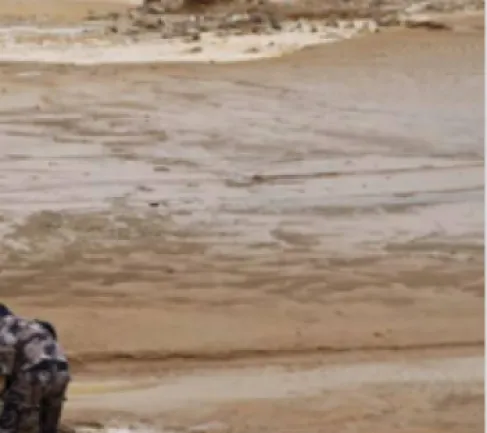 Dozens of Sheep Perish in a Town in Al-Karak Due to Huge Rocks