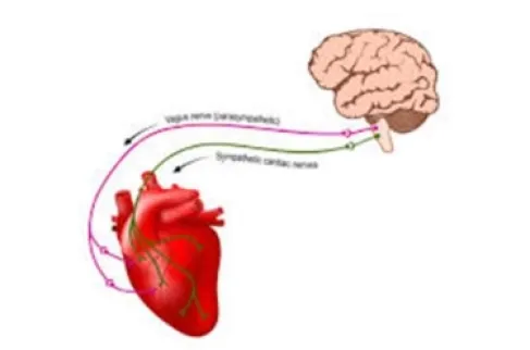 Technology that Rejuvenates the Heart