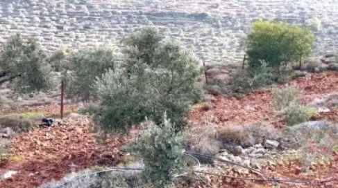 خلال أسبوع.. الاحتلال يقتلع أكثر من 8 آلاف شجرة بالضفة الغربية