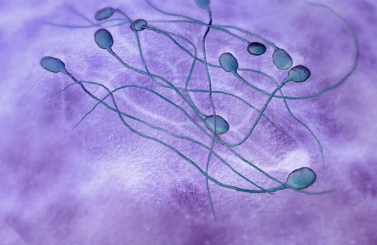 مواد كيميائية خفية في أطعمتنا ترتبط بتلف الخصيتين وانخفاض عدد الحيوانات المنوية 