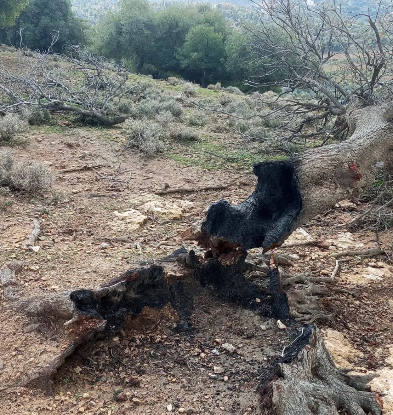 عاجل / مخربون يعيثون فسادا في غابة وصفي التل دون رقيب ولا حسيب - صور 