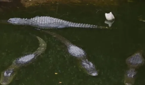 إسرائيل تخطط لإنشاء سجن تحت حراسة التماسيح