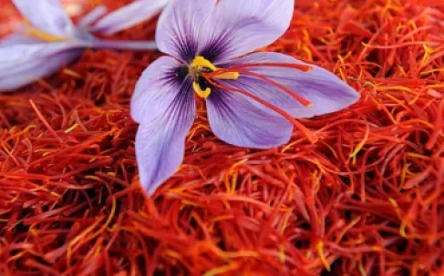 Saffron, Dates, and Almonds: A Nutritional Blend to Boost Immunity in Winter