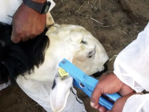 ترقيم 43 ألف رأس من الماشية إلكترونيا في البادية الشمالية الغربية