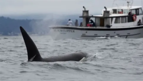 معجزة.. نجاة زوجين بعد 66 يوماً في المحيط إثر غرق يختهما بسبب الحيتان