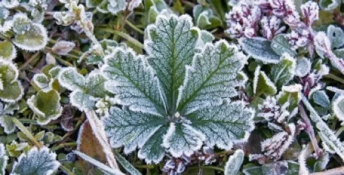 الأردن.. الأرصاد تحذر من الصقيع صباح الاثنين في هذه المناطق