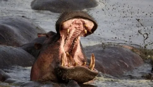 سقوط قتلى وجرحى في كينيا جراء اعتداء مروع من أفراس النهر