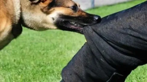 الأردن.. الأمن ينفي وفاة طفلة في إربد جراء عقر كلاب