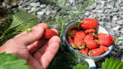 ارتفاع أسعار المنتجين الزراعيين 5.7% خلال الأحد عشر شهراً الأولى من العام الماضي