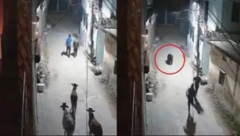 الفيديو الأكثر تداولاً.. دب يفرض حظر تجوال ويطارد المارة والأبقار