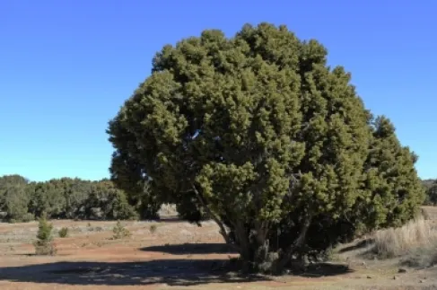 بدء مشروع إعادة توطين شجر العرعر في البترا