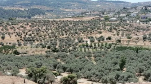 بعد هطول الامطار الغزيرة .. مديرية زراعة جرش : الغابات بدأت تتجدد في المحافظة