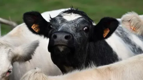 ما هو فيروس اللسان الأزرق الذي يصيب الماشية؟ وهل هو مُعدٍ؟