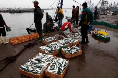 Morocco Bans Export of Frozen Sardines