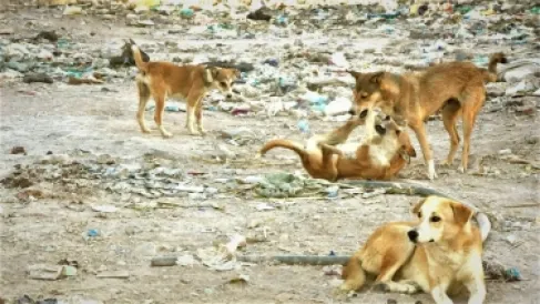 كلب ضال ينهش إذن طفل في إربد