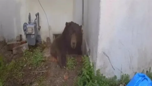 جار من نوع خاص.. دب يستأجر قبو منزل لـ37 يوماً قبل إخراجه بطريقة مبتكرة