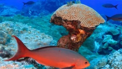 محيطات العالم تسجل أعلى حرارة في التاريخ للعام التاسع على التوالي