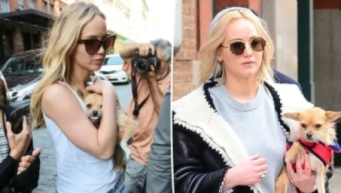 انتقادات لاذعة لجينفير لورانس بعد تخليها عن كلب عضّ طفلها