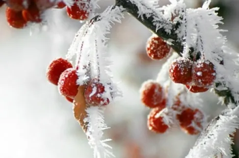بالفيديو .. الزراعة تحذر من الصقيع وتوجه لاتخاذ الإجراءات الوقائية
