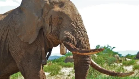 فيل هائج ينشر الموت في الهند ويفتك بـ17 ضحية.. ولا يزال طليقاً