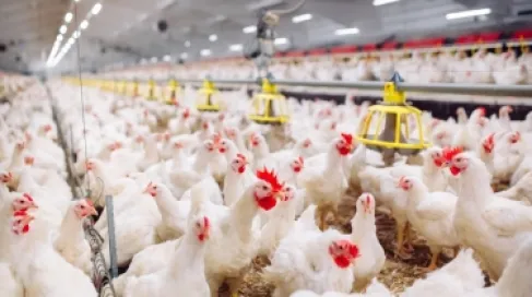 Poultry Investors Association Reveals Reasons for Drop in Chicken Prices in Jordan