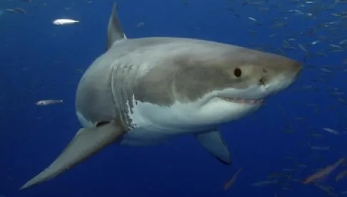 A Relaxing Trip Turns into a Tragedy.. Shark Attacks Tourist and Drags Her into the Depths