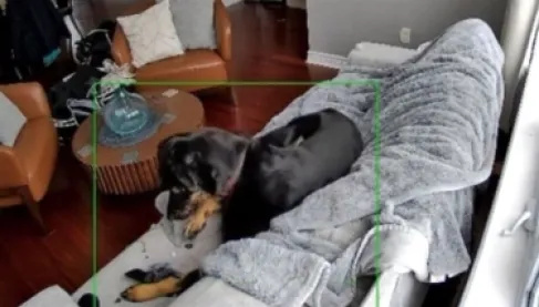 شاهد.. كلبة تتسبب في حريق هائل داخل منزل