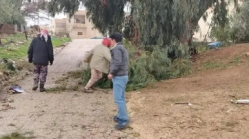 Karak Agriculture Deals with Cases of Forest Trees Falling Due to High Winds