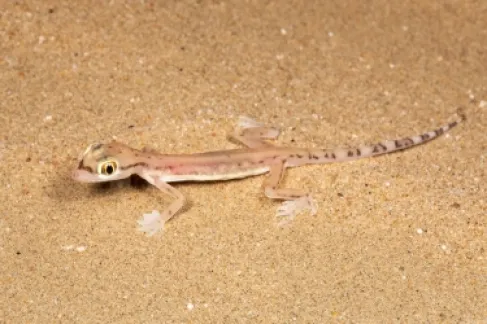 بسبب مرض نادر .. عائلة إندونيسية تحولت وجوههم إلى وجوه (سحالي)