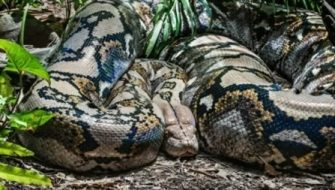 كابوس حقيقي.. امرأة تستيقظ على ثعبان بايثون عملاق يلتف حول جسدها