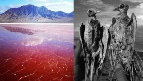 بحيرة الموت في تنزانيا.. تتحول الكائنات الحية على ضفافها إلى حجر