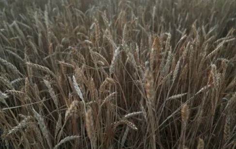 السعودية تشتري 907 آلاف طن من القمح في مناقصة