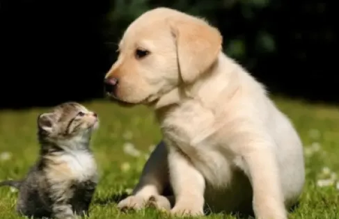 إلى أي مدى يمكن أن يتأثر البعض بفقدان حيواناتهم الأليفة؟