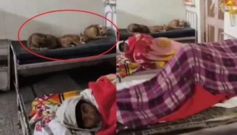 فيديو يثير غضباً.. كلاب ضالة تشارك المرضى غرف الرعاية المركزة بمستشفى هندي