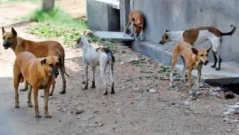 هرب من أنياب كلاب ضالة فصدمته سيارة مسرعة.. دهس طفل عراقي أثناء توجهه للمدرسة - فيديو