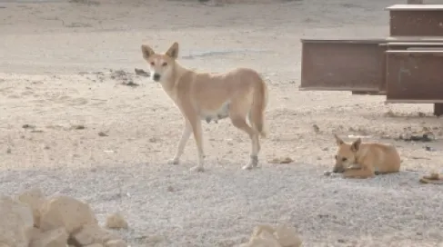 مصر تطلق استراتيجية وطنية للتعامل مع ظاهرة الحيوانات الضالة