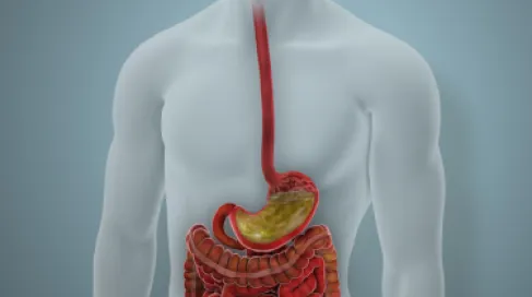 This is What Excessive Protein Does to Your Intestines