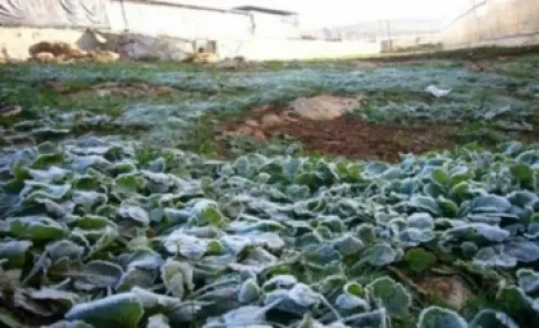 Jordan Valley Authority warns farmers of frost