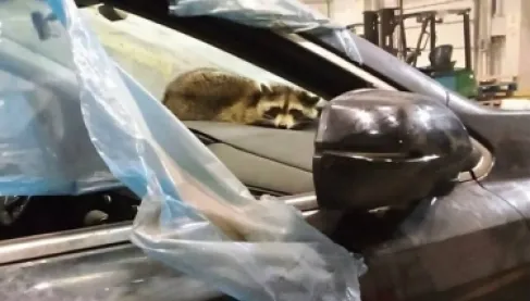 من أمريكا لأوروبا.. راكون يعبر الأطلسي مختبئاً داخل سيارة ويُربك جمارك بيلاروسيا - فيديو