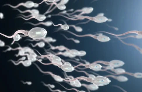 اكتشاف آلية تمنع تلف الحيوانات المنوية وتحافظ على الخصوبة